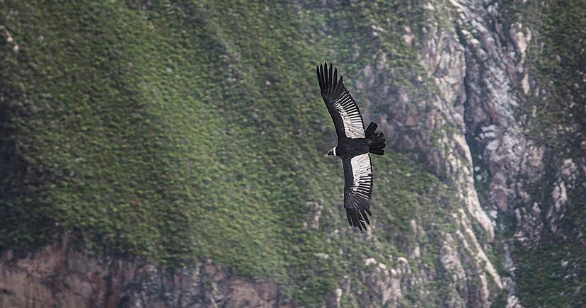 Behold the legendary Andean condor. Original photo by Peru For Less.