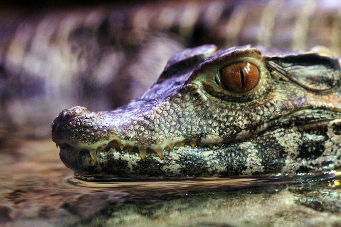 Schneider's dwarf Caiman is just one of many reptile species found in Manu National Park.
Picture by Karelj/Wikimedia Commons