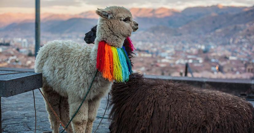 
  <div class="entry-thumb-caption">Keep your eye out for fluffy alpacas across Cusco. Photo by Alicia Gonzalez for Peru for Less.</div>