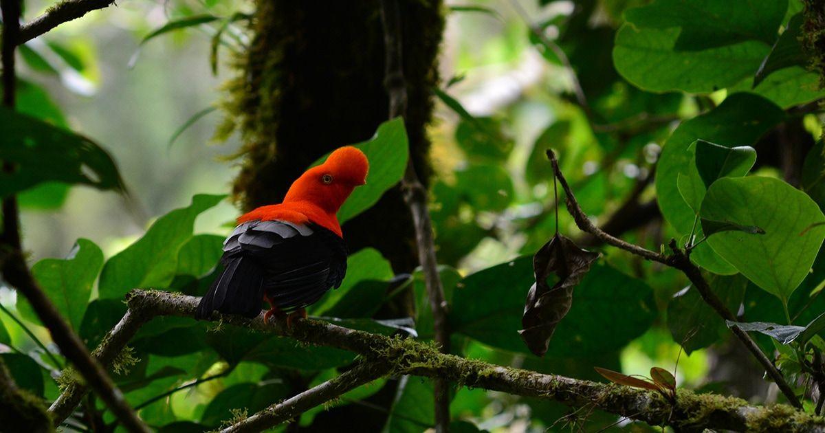 An Andean cock-of-the-rock, Peru's national bird.  Image: "20965: Andean cock-of-the-rock" by Panegyrics of Granovetter is licensed under CC BY-SA 2.0.