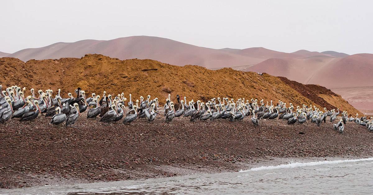 The Ballestas Islands are often referred to as the "poor man's Galapagos." Photo by Adèle Beausoleil on Unsplash.