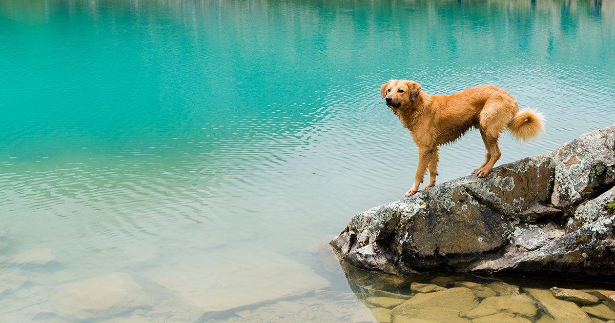 A golden retriever at Laguna Humantay in Cusco. Photo by Willian Justen de Vasconcellos on Unsplash.