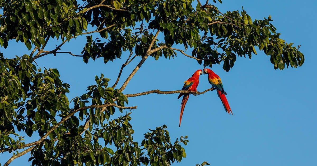 You'll have the chance to see abundant wildlife such as macaws while on your Amazon Cruise.