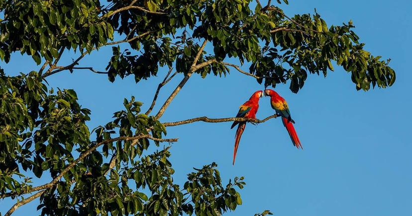 <div class="entry-thumb-caption">You'll have the chance to see abundant wildlife such as macaws while on your Amazon Cruise.</div>