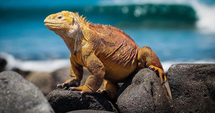<div class="entry-thumb-caption">A land iguana on the Galapagos Islands. Photo by <a href="https://unsplash.com/photos/qOmxP7W8svM" rel="noopener noreferrer" onclick="javascript:window.open('https://unsplash.com/photos/qOmxP7W8svM'); return false;">Simon Berger on Unsplash</a>.</div>