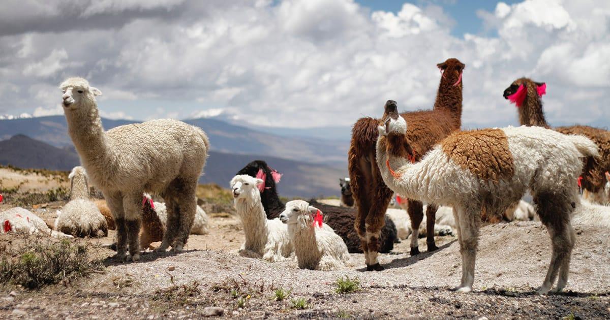 Llamas in Peru. Photo by Jessica Knowlden on Unsplash.