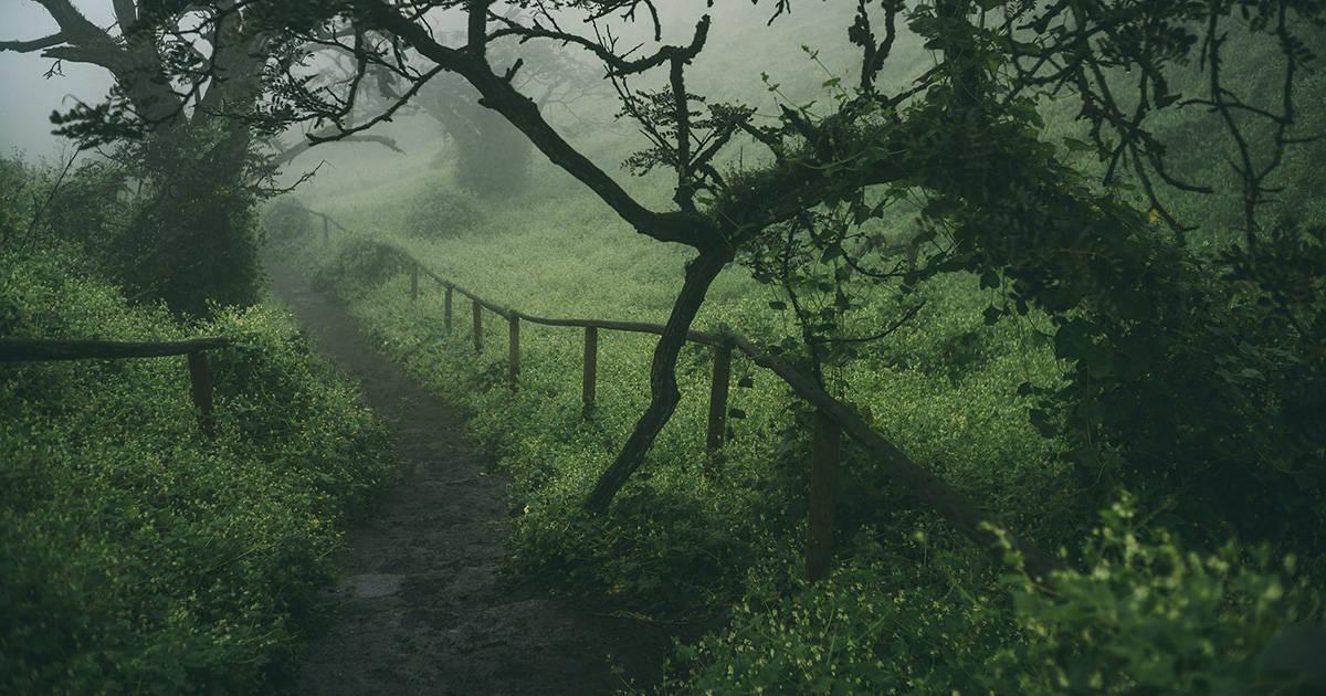 Lomas de Lachay. Photo by gonzalo iglesias on Unsplash.