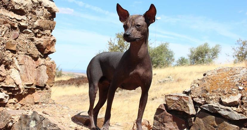 <div class="entry-thumb-caption">The Peruvian hairless dog. Image: "<a href="https://flic.kr/p/p2vE2v" rel="noopener" onclick="javascript:window.open('https://flic.kr/p/p2vE2v'); return false;">Peruvian hairless</a>" by <a href="https://www.flickr.com/photos/ancientartpodcast/" rel="noopener" onclick="javascript:window.open('https://www.flickr.com/photos/ancientartpodcast/'); return false;">Lucas</a> is licensed under <a href="https://creativecommons.org/licenses/by/2.0/" rel="noopener" onclick="javascript:window.open('https://creativecommons.org/licenses/by/2.0/'); return false;">CC BY 2.0</a>.</div>