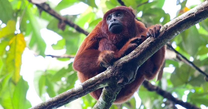 <div class="entry-thumb-caption">A red howler monkey. Image: "<a href="https://www.flickr.com/photos/rothdigga/7140151433/" rel="noopener noreferrer" onclick="javascript:window.open('https://www.flickr.com/photos/rothdigga/7140151433/'); return false;">Red Howler Monkey</a>" by <a href="https://www.flickr.com/photos/rothdigga/" rel="noopener noreferrer" onclick="javascript:window.open('https://www.flickr.com/photos/rothdigga/'); return false;">Jason Rothmeyer</a>, used under <a href="https://creativecommons.org/licenses/by/2.0/" rel="noopener noreferrer" onclick="javascript:window.open('https://creativecommons.org/licenses/by/2.0/'); return false;">CC BY 2.0</a> / Compressed from original.</div>