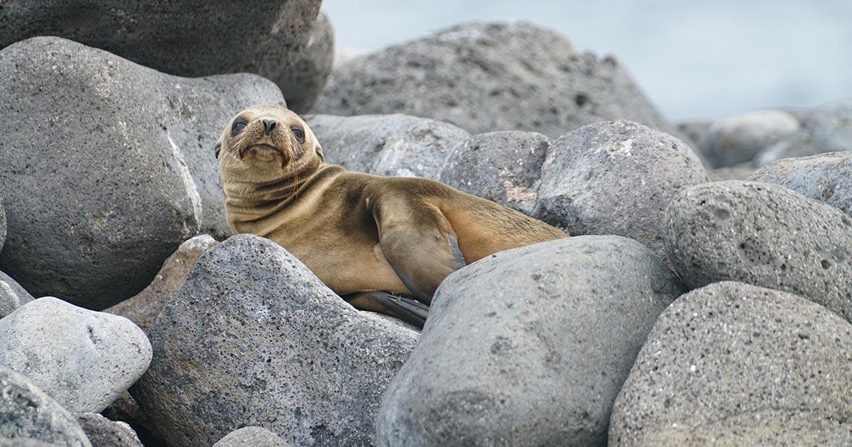 A young sea lion on the Galapagos Islands. Photo by Mac Gaither on Unsplash..