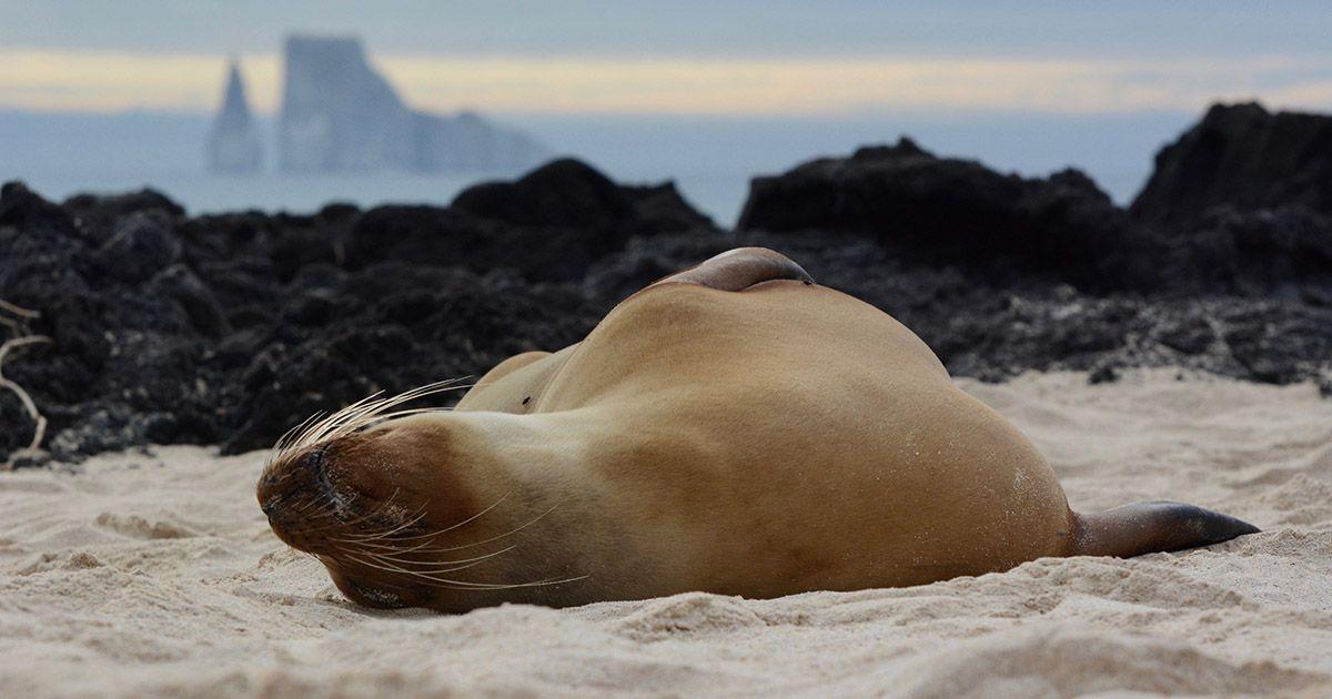 A sea lion sleeping on the Galapagos Islands. Photo by  Caroline Ebinger on Unsplash.