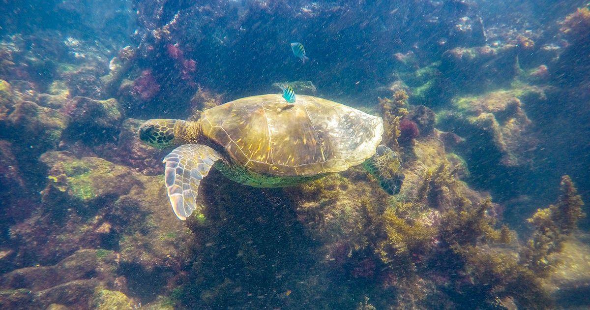 Sea turtle is a common sighting when scuba diving Galapagos. Image: "Green sea turtle" by David Ceballos, used under CC BY 2.0 / Cropped and compressed from original.