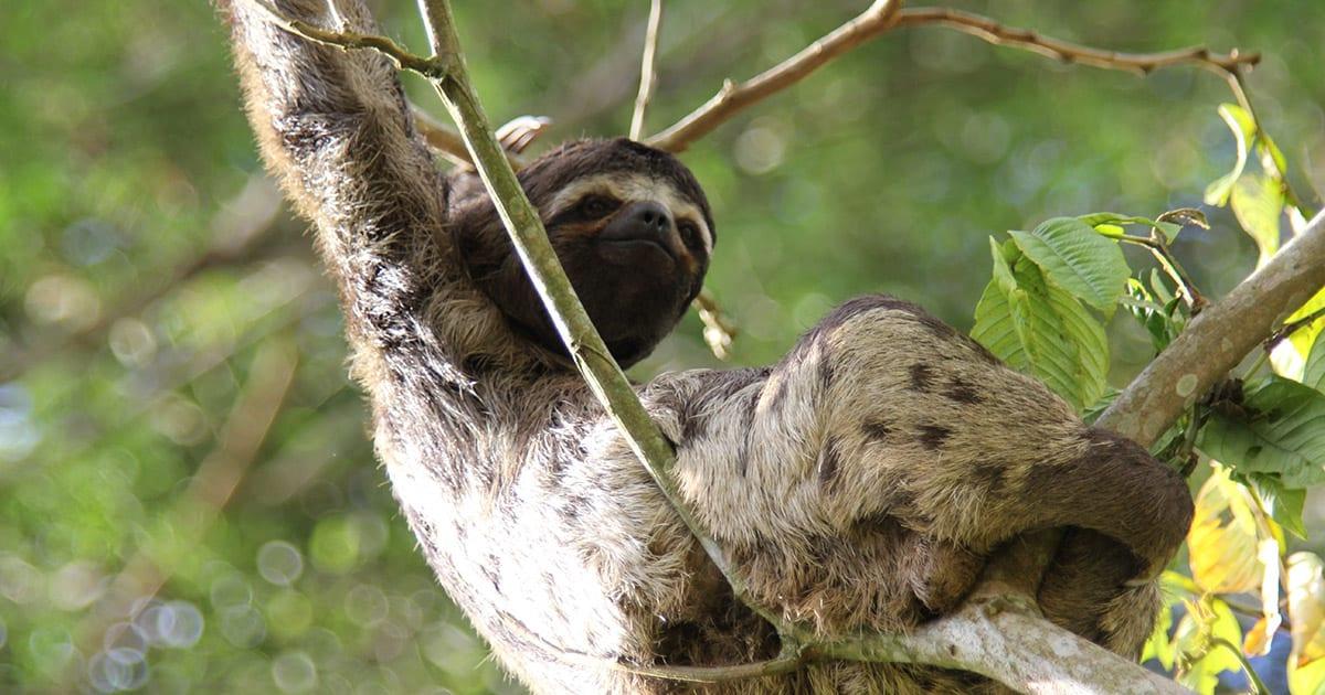 A sloth in the Peruvian Amazon. Photo by Deb Dowd on Unsplash.
