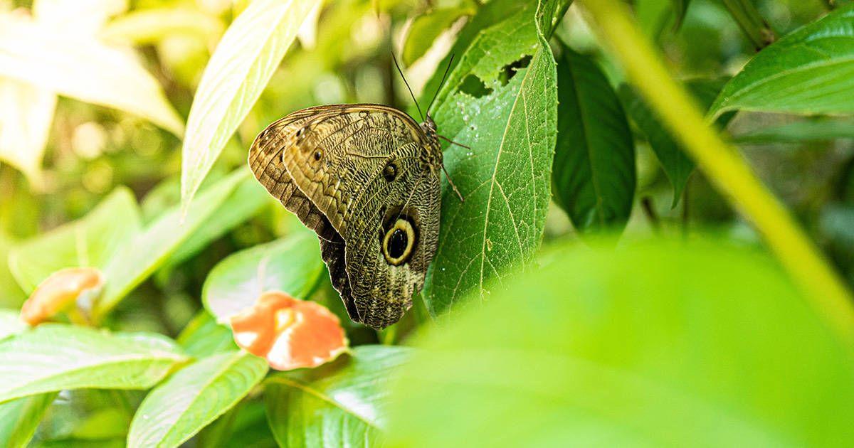 A butterfly in Tambopata National Reserve. Photo by Kenneth Schipper Vera on Unsplash.