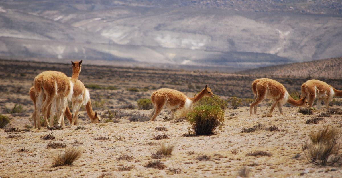 A group of vicuñas near Arequipa. Image: "Vicunas near Arequipa" by  Ivan Mlinaric is licensed under CC BY 2.0.