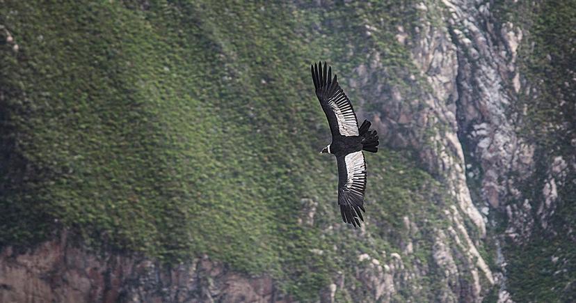 Behold the legendary Andean condor. Original photo by Peru For Less.