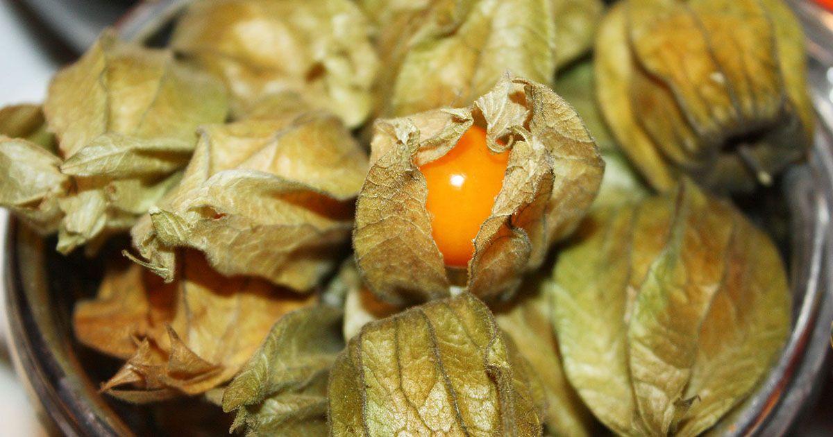 Aguaymanto, also known as Goldenberry. Photo is Public Domain by Toyah on Wikimedia Commons