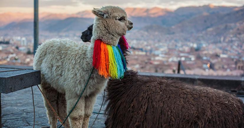 <div class="entry-thumb-caption">Keep your eye out for fluffy alpacas across Cusco. Photo by Alicia Gonzalez for Peru for Less.</div>
