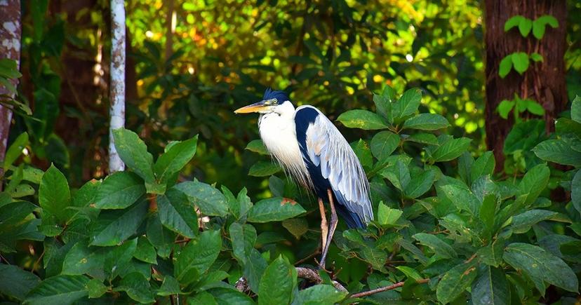 <div class="entry-thumb-caption">The Tambopata National Reserve near Puerto Maldonado is full of exotic birds and other animals to observe. Photo by <a href="https://unsplash.com/@jean_vella?utm_source=unsplash&utm_medium=referral&utm_content=creditCopyText" rel="noopener" onclick="javascript:window.open('https://unsplash.com/@jean_vella?utm_source=unsplash&utm_medium=referral&utm_content=creditCopyText'); return false;">Jean Vella</a> on <a href="https://unsplash.com/s/photos/tambopata?utm_source=unsplash&utm_medium=referral&utm_content=creditCopyText" rel="noopener" onclick="javascript:window.open('https://unsplash.com/s/photos/tambopata?utm_source=unsplash&utm_medium=referral&utm_content=creditCopyText'); return false;">Unsplash</a>.</div>