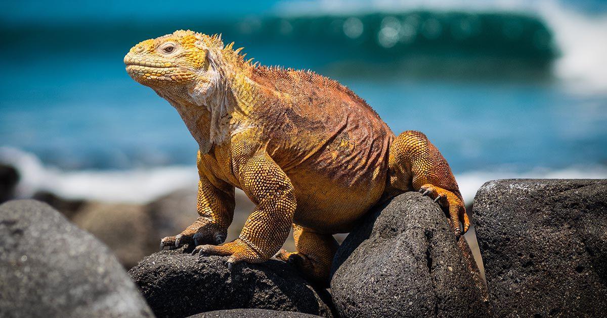 A land iguana on the Galapagos Islands. Photo by Simon Berger on Unsplash.