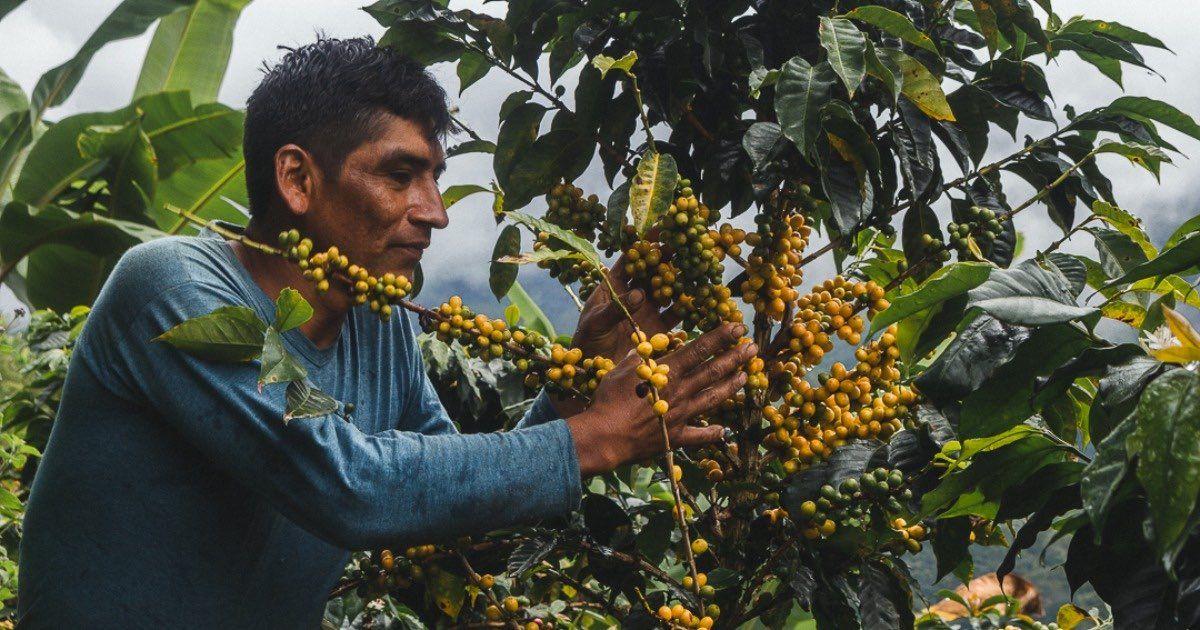 Deep in the heart of Cajamarca, Peru a coffee farmer picks ripe coffee cherries. Photo by Edgar Fernández of Bloom Tostadores