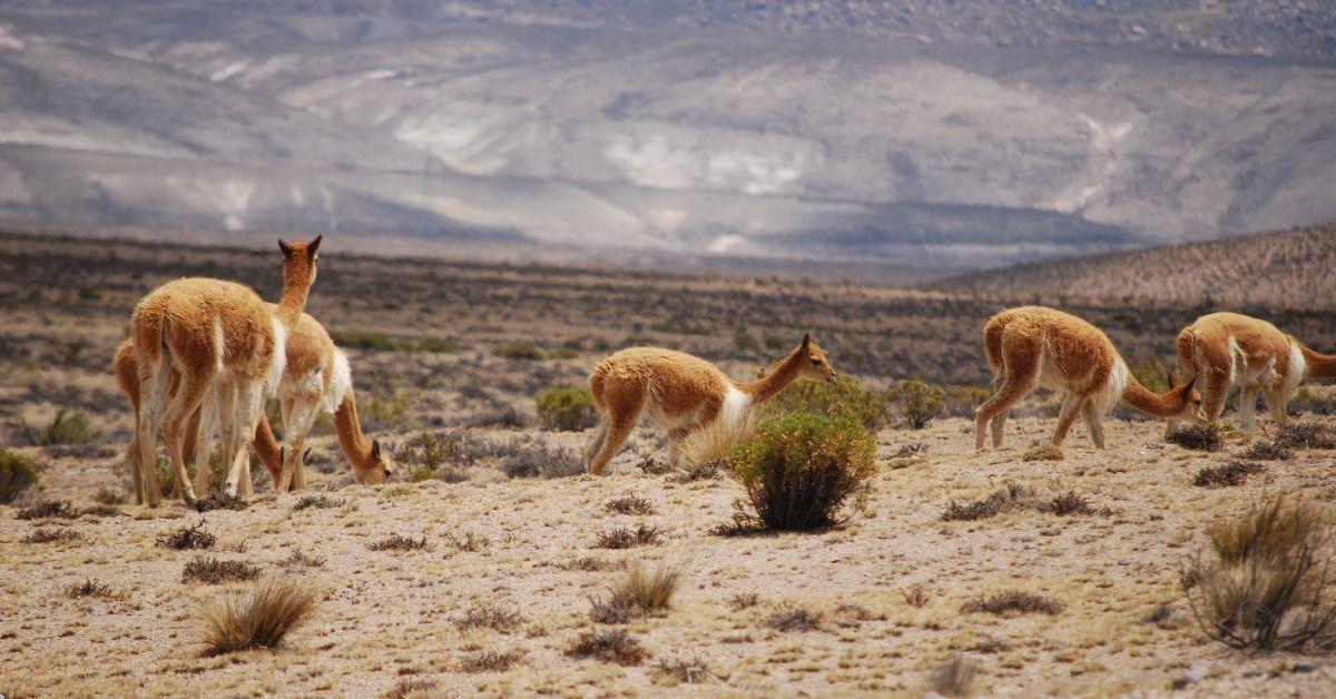 A group of vicuñas near Arequipa. Image: "Vicunas near Arequipa" by Ivan Mlinaric is licensed under CC BY 2.0.