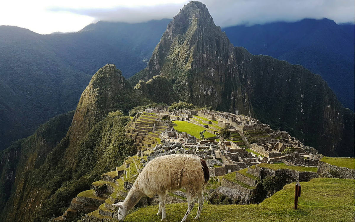 A treasured site for Inca Trail hikers, an alpaca eating grass at the ancient Machu Picchu citadel.