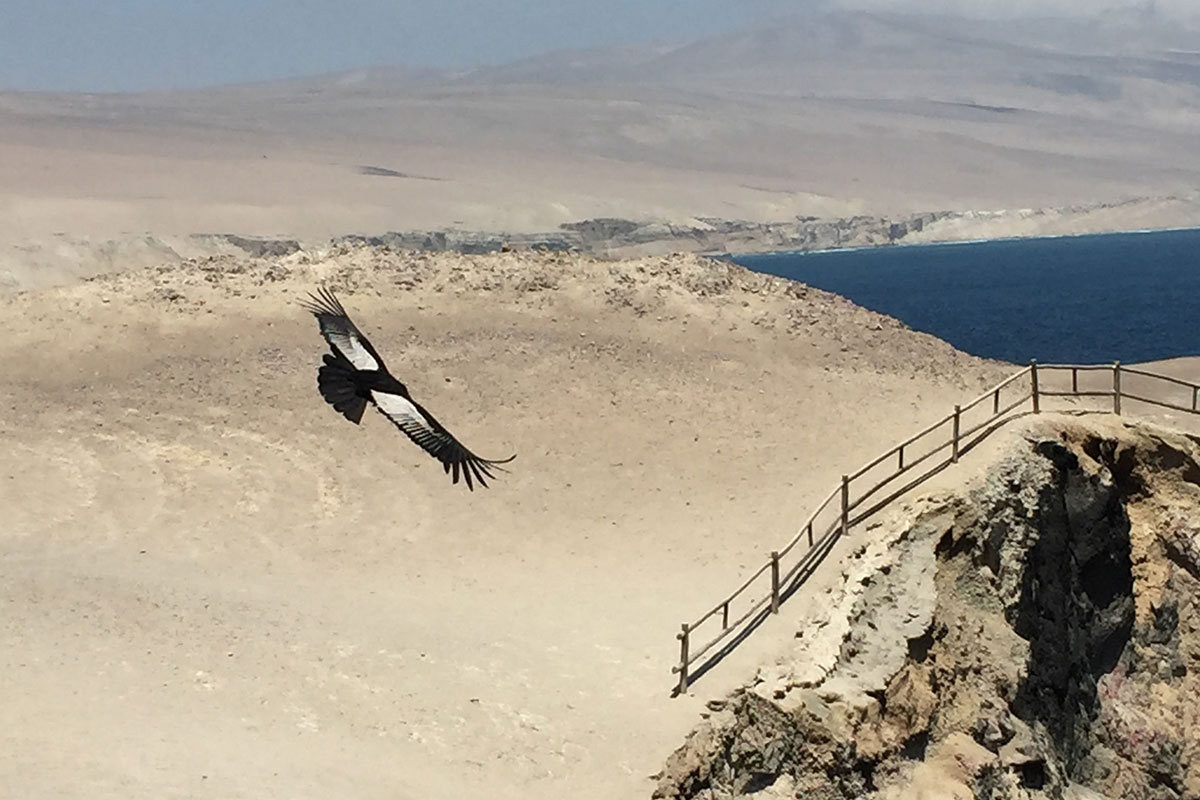 Andean condor gliding over the desert coast of southern Peru.