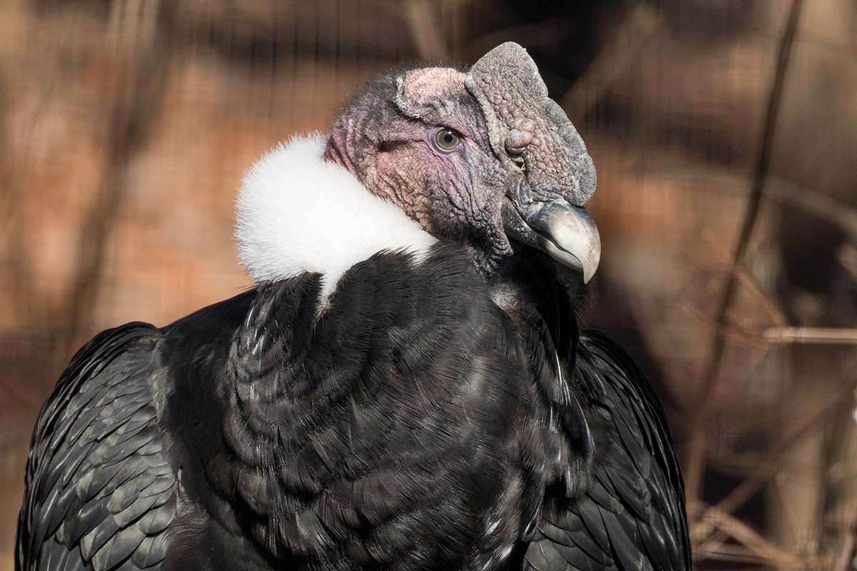 A close up of a male condor with distinct white feathers around its neck.