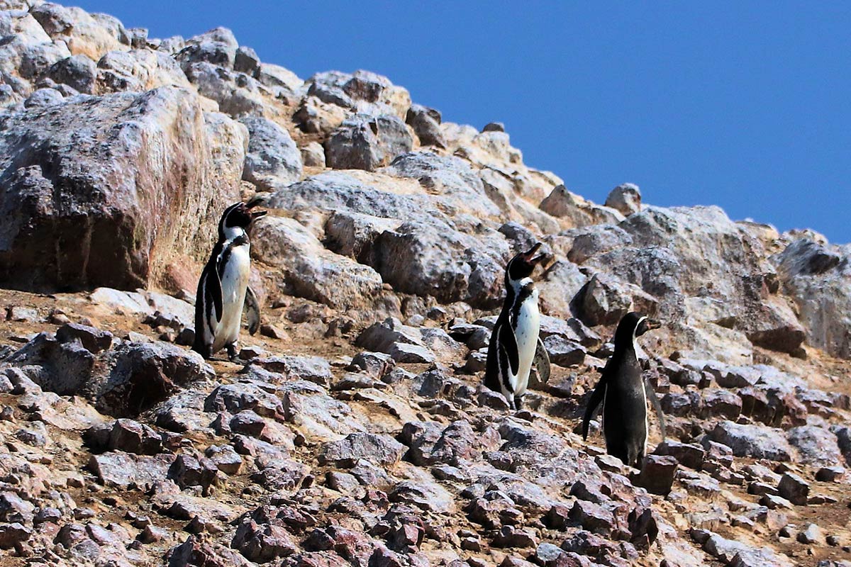 Three Humboldt penguins standing on the rocky landscape of the Ballestas Islands on a clear day.