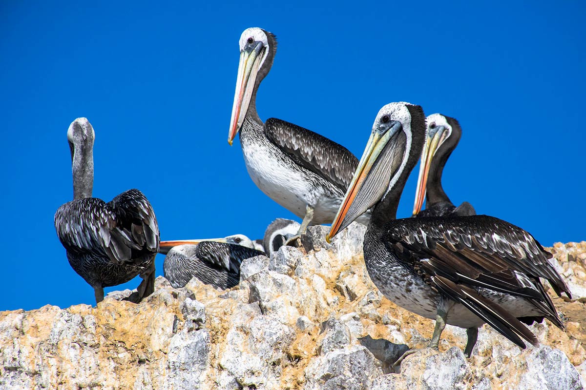 Four adult Peruvian pelicans resting on the tan and white rocky terrain of the Ballestas Islands.