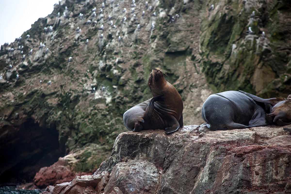 Sea lions sleeping and relaxing near the shore of the Ballestas Islands.