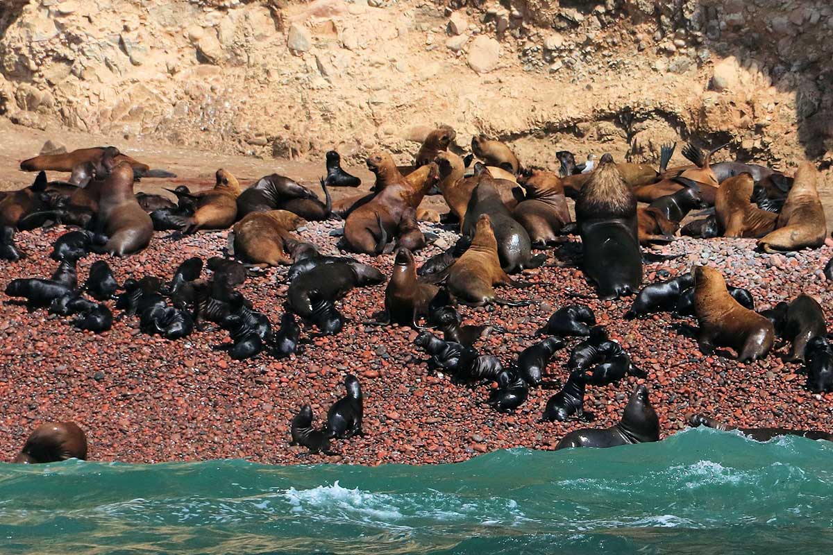Seals and sea lions gathered together on a rocky shore in the Ballestas Islands.