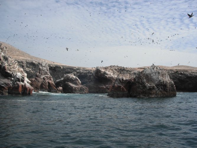 Islas Ballestas, Paracas