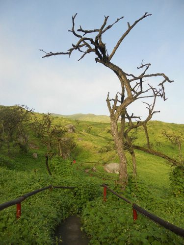 Lomas de Lachay trees, Lima