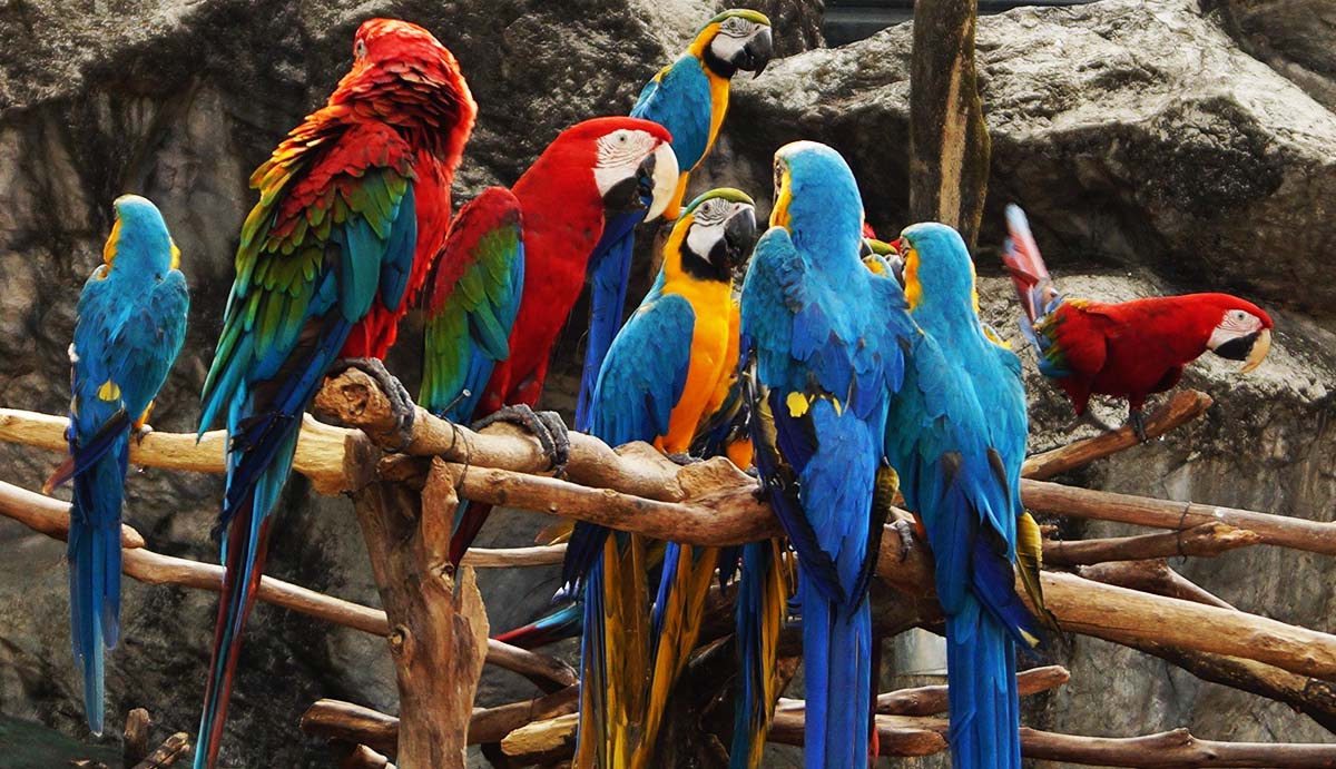 Three red and green macaws perch with five blue and yellow macaws near a rock wall in Iquitos, Peru.