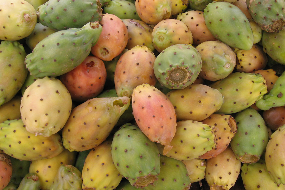 A pile of the prickly cactus fruit known as tunas.