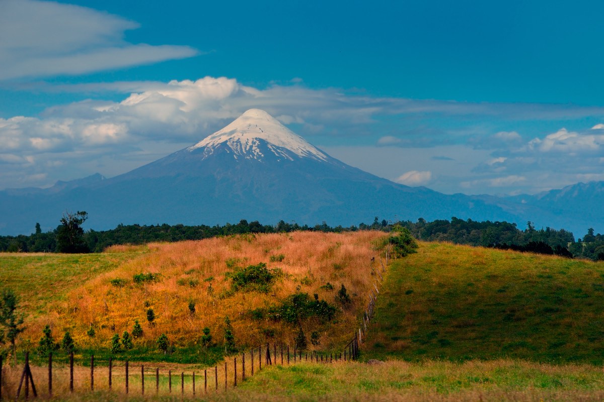 A yellow field of flowers with Volcan Osorno in the background, Chile.