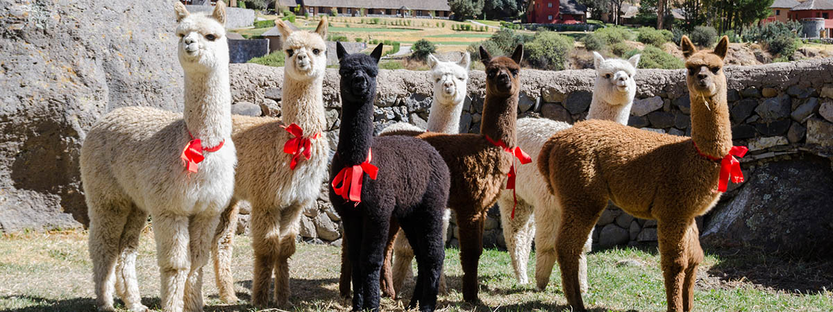 Seven alpacas with red ribbons standing and facing forward at the Alpaca Farm.