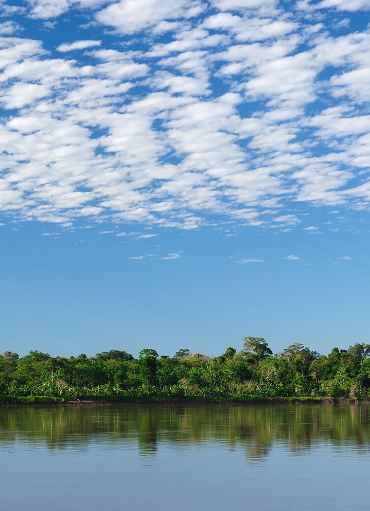 view from a river in the Amazon Rainforest