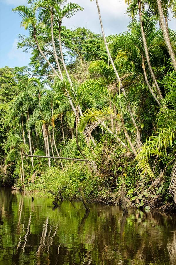 A river and trees in the Peruvian Amazon