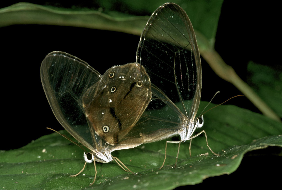 A green leaf is visible through two butterflies’ translucent wings at night in the Amazon.