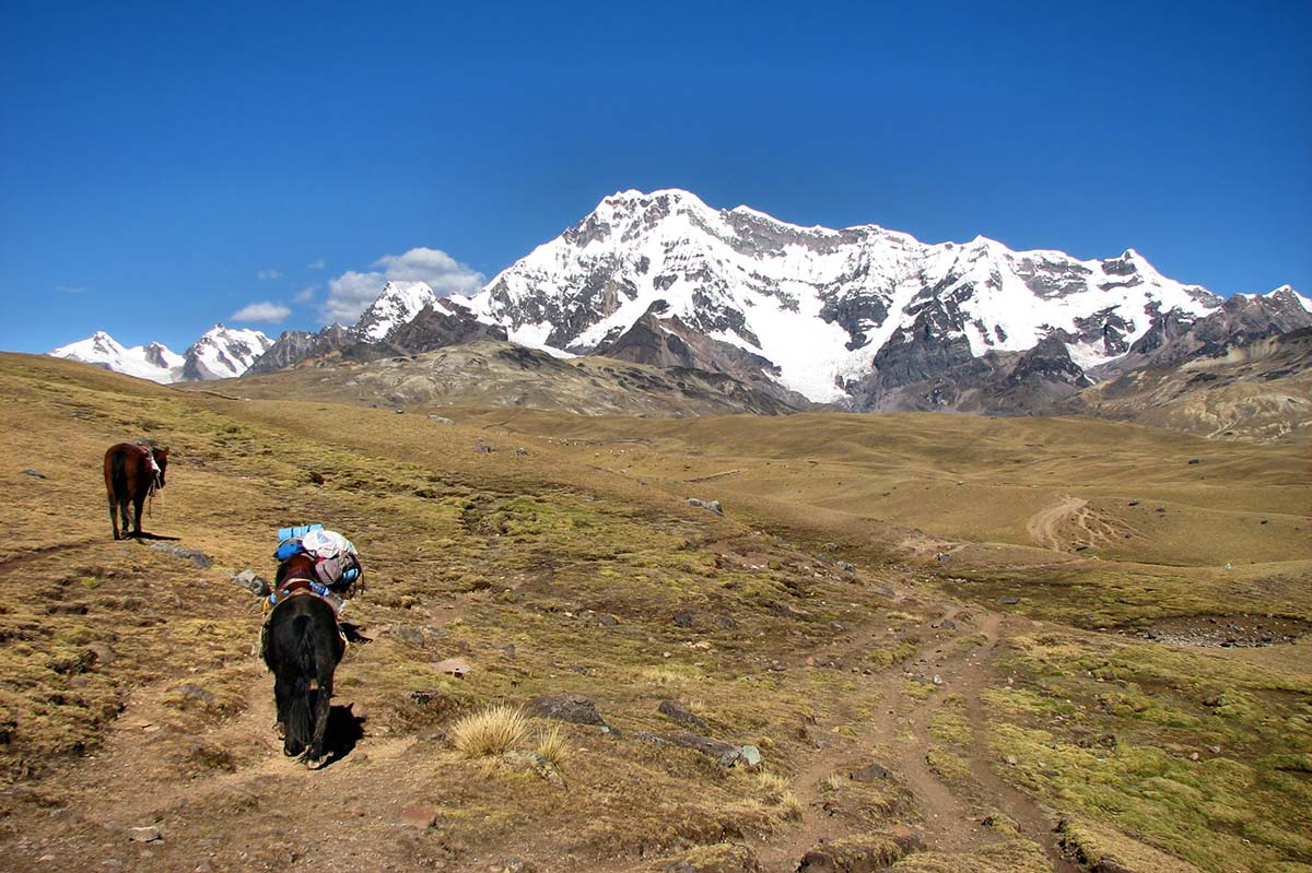 Two donkeys walking on the Ausangate trail. Rocky, snow-covered mountains and blue skies behind.