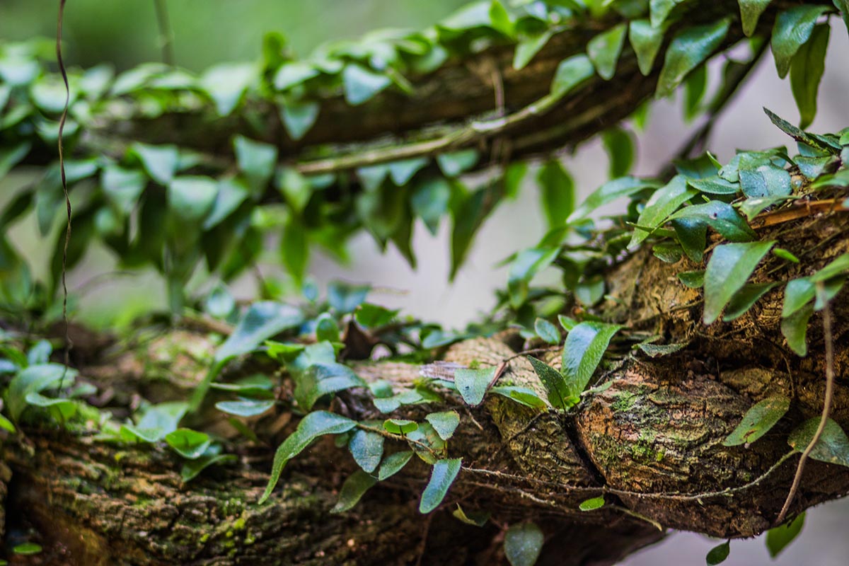 Thin vines with green leaves wrap around a thicker vine; vital ingredients for an Ayahuasca brew.