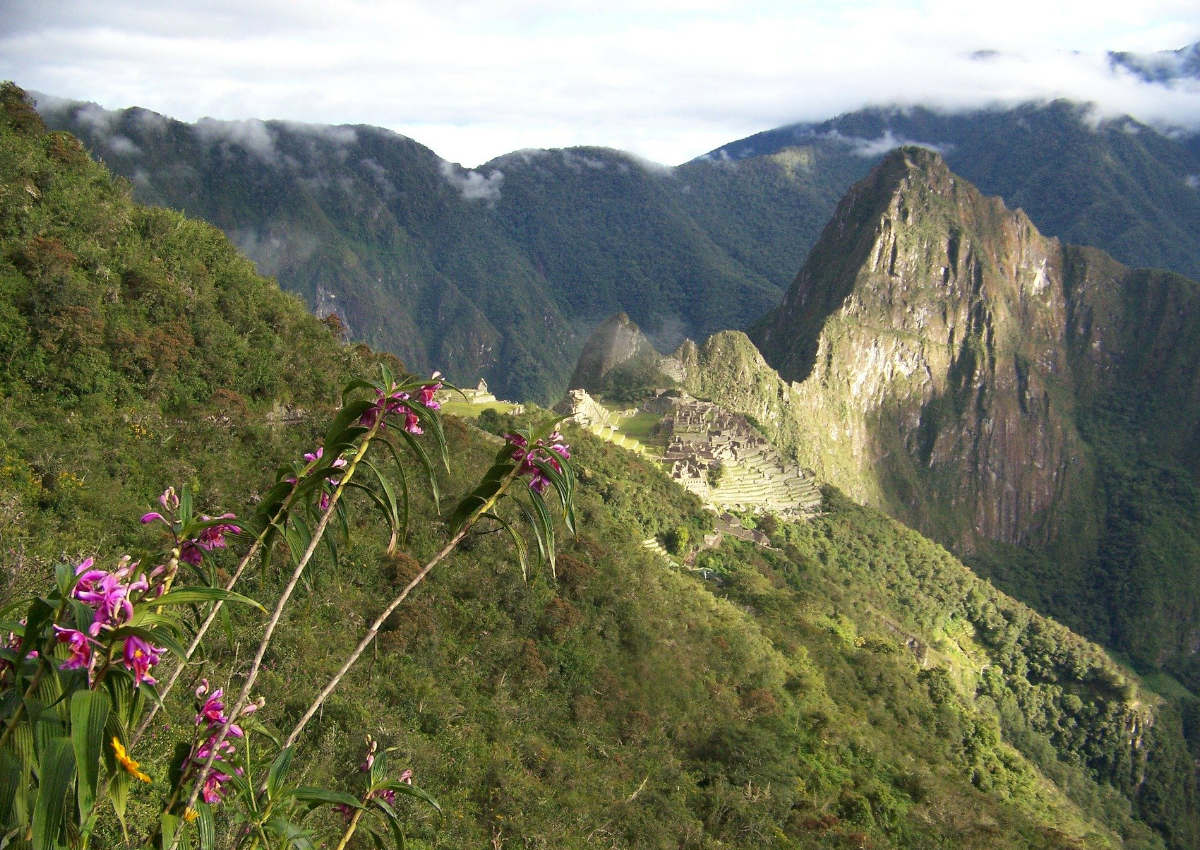 Wild orchids can be spotted in the green mountains surrounding Machu Picchu.