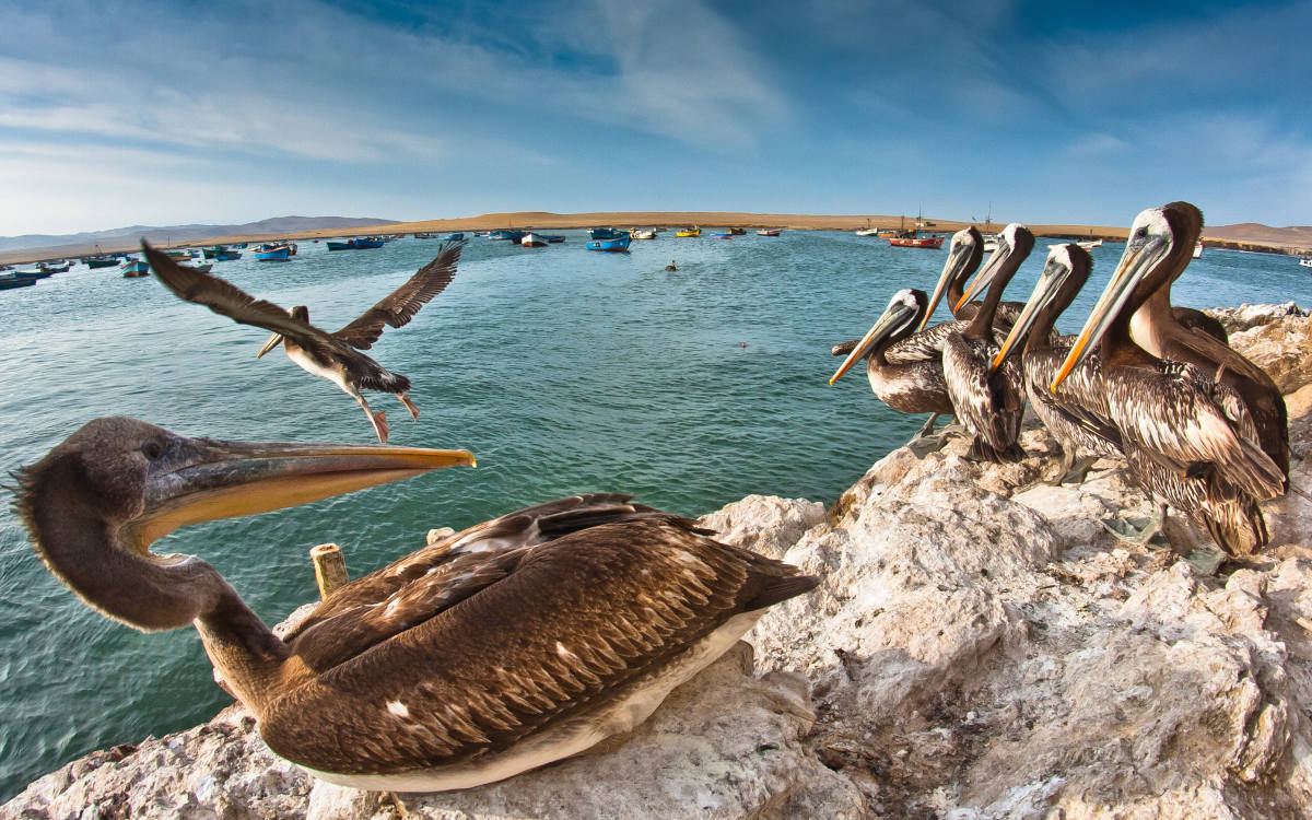 Pelicans on the rocks and flying over the bay in Paracas, a popular spot in Peru's coastal desert.