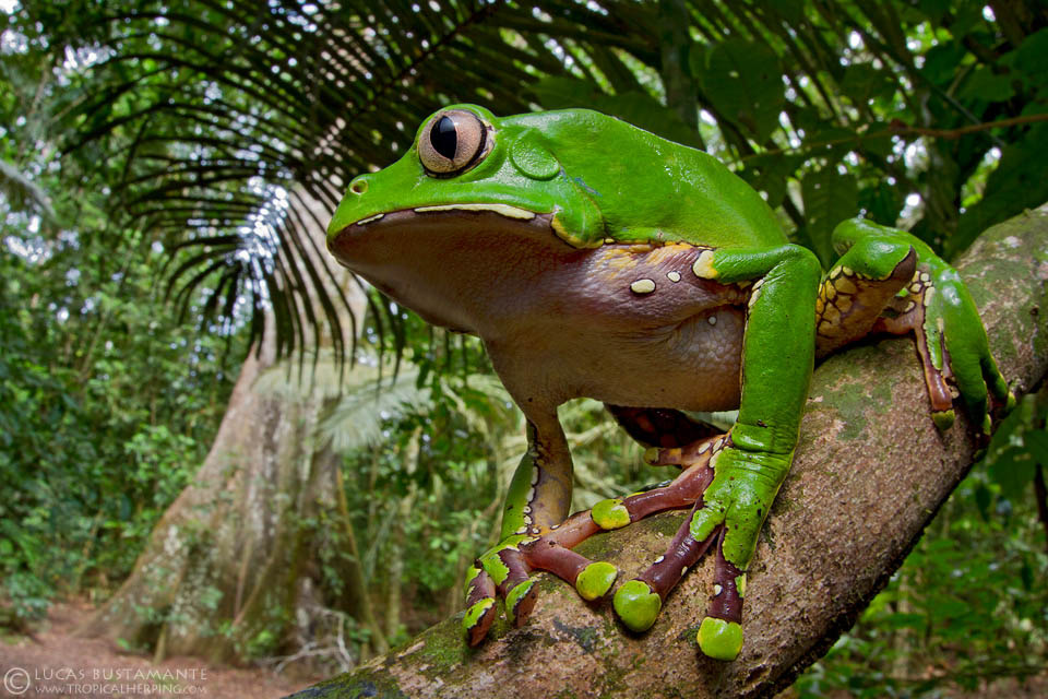 The bicolored tree frog, a green frog with a white underbelly, holds onto a branch in the Amazon.