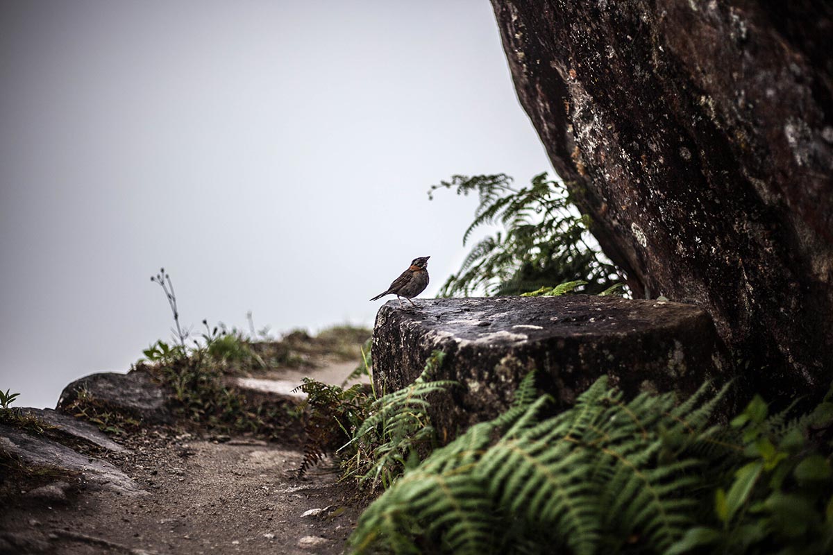 A bird sits on a rock beside a hiking trail covered in fog.