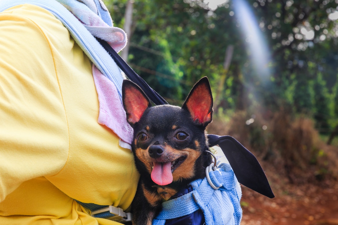 black and brown chihuahua in hiking backpack