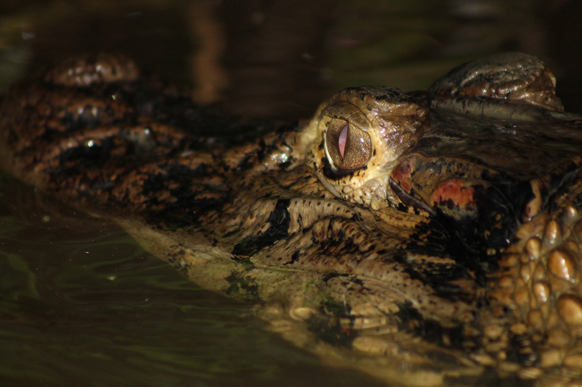 A black caiman, an Amazonian reptile, lurks above the water with its large eyes.